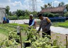 Dukung-Ketahanan-Pangan,-Lahan-di-Desa-Bakung-Temenggungan-Ditanami-Lombok-dan-Terong
