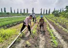 Bhabinkamtibmas-Desa-Gamping-Cek-Pertumbuhan-Jagung-di-Lahan-Warga
