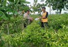 Bhabinkamtibmas-Desa-Pangkemiri-Tinjau-Kebun-Sayur-Warga-dalam-Rangka-Ketahanan-Pangan