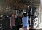 Inovasi-dalam-Ketahanan-Pangan,-Warga-Desa-Kedungpeluk-Budidayakan-Kepiting-Bakau-di-Jerigen