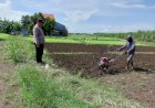 Polisi-Peduli-Petani,-Bhabinkamtibmas-Pangkemiri-Dampingi-Kelola-Pekarangan-Pangan-Bergizi
