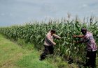 Bhabinkamtibmas-Tinjau-Lahan-Jagung-di-Pangkemiri