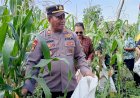 Polresta-Sidoarjo-Dukung-Ketahanan-Pangan-lewat-Panen-Jagung-BUMDes-Pademonegoro