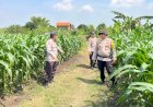 Polsek-Krembung-Dampingi-Perawatan-Lahan-Jagung,-Dukung-Ketahanan-Pangan