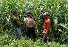 Polsek-Balongbendo-Dukung-Swasembada-Pangan,-Optimalkan-Perkembangan-Tanaman-Jagung-Hibrida