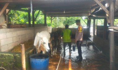 Polsek-Taman-Polresta-Sidoarjo-Dukung-Warga-Kembangkan-Peternakan-Sapi-untuk-Ketahanan-Pangan