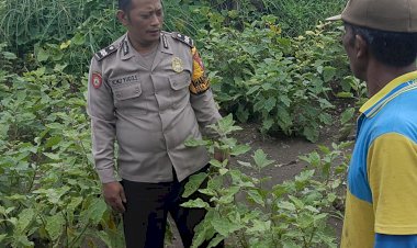Bhabinkamtibmas-Desa-Tambak-Kalisogo-Bersama-Petani-Cek-Tanaman-Sayur-Dukung-Swasembada-Pangan