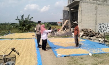 Tiga-Pilar-dan-Kelompok-Tani-Desa-Krembangan-Kompak-Wujudkan-Ketahanan-Pangan,-Siapkan-Panen-Padi