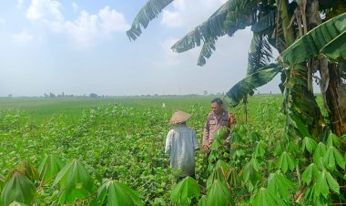 Polsek-Krembung-Dukung-Ketahanan-Pangan-Lewat-Pendampingan-Tanaman-Kacang-Hijau-di-Desa-Waung