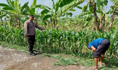 Polsek-Tulangan-Dampingi-Warga-Upayakan-Hasil-Optimal-pada-Tanaman-Jagung