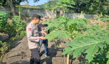 Polsek-Taman-Polresta-Sidoarjo-Pacu-Ketahanan-Pangan-Lewat-Tanaman-Pepaya