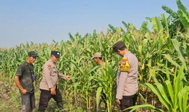 Dari-Desa-Durungbedug,-Polsek-Candi-Kawal-Tumbuhnya-Jagung-Demi-Wujudkan-Swasembada-Pangan-Nasional