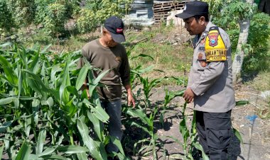 Bhabinkamtibmas-Polsek-Taman-Patroli-Lahan-Jagung,-Perkuat-Dukungan-Ketahanan-Pangan