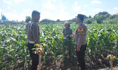 Polsek-Taman-Patroli-Lahan-Jagung,-Perkuat-Sinergi-dengan-Kelompok-Tani-Dukung-Ketahanan-Pangan
