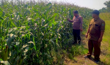 Polsek-Prambon-Cek-Tanaman-Jagung-Usia-75-Hari,-Optimalkan-Ketahanan-Pangan