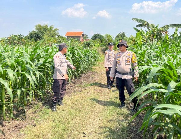 Polsek Krembung Dampingi Perawatan Lahan Jagung, Dukung Ketahanan Pangan