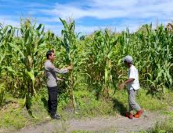 Polsek Jabon Pantau Perkembangan Tanaman Jagung di Tambak Kalisogo, Perkuat Ketahanan Pangan